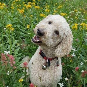 Meet your Posher, Susan